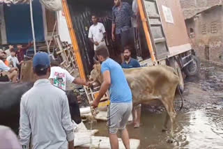 Cow smuggling in Faridabad