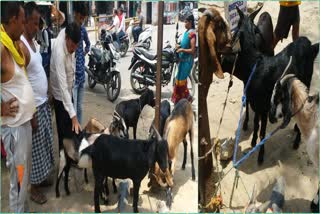 Goat market in Gaya damaged due to heat wave, very less crowd of buyers
