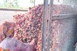 Onion Rotted In Jalgaon