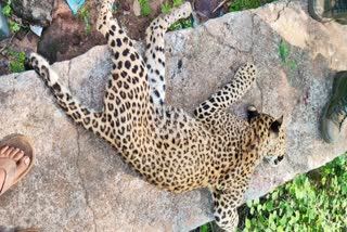Leopard Died in Nagar Kurnool