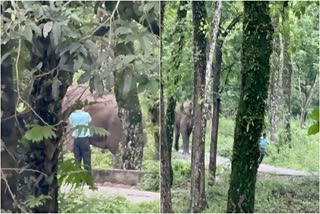 Elephant Chases Tourist