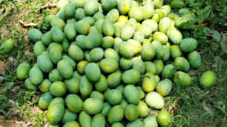 Malda mango Of Muzaffarpur