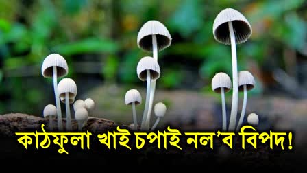 dhemaji-health-department-is-working-to-raise-awareness-about-the-dangers-of-consuming-poisonous-mushrooms