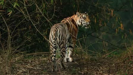 BANDHAVGARH TIGER RESERVE VIDEO