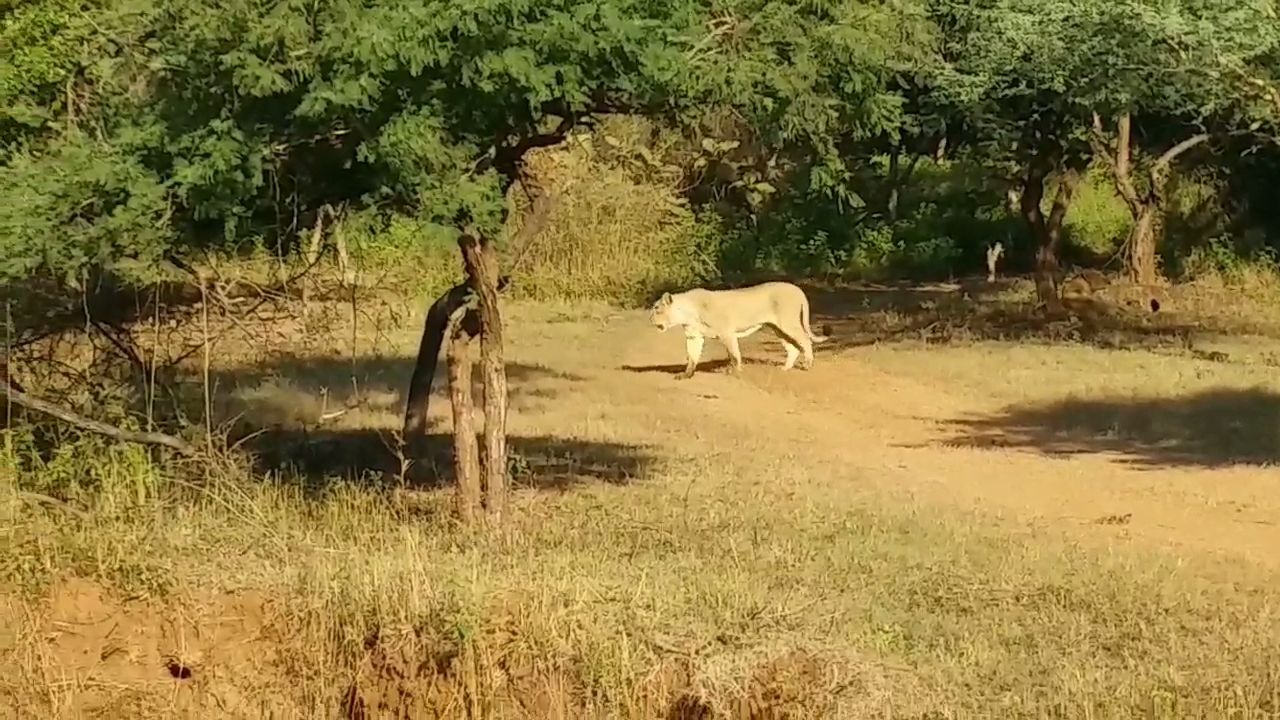 16 મી ઓક્ટોબરના દિવસે ચાર મહીના બાદ પ્રથમ સફારી સાથે ફરી એક વખત સિંહ દર્શન માટે ખુલ્લું મૂકવામાં આવશે