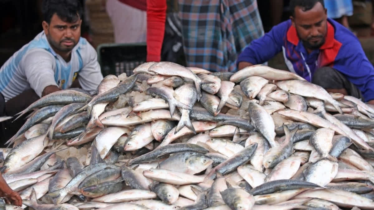 Bengal Fisherfolk Set Sail For Deep Seas With The Hope Of A Good Hilsa ...