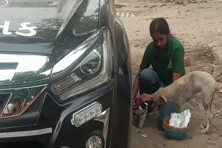Ahmedabad Plane Crash AI171 ACCIDENT  AIR INDIA FLIGHT CRASH  ANIMALS PETS