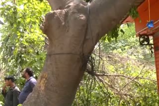 पेड़ गिरने से बिजली का तार टूटा