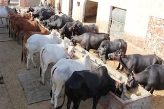 सुक्खू सरकार पशुपालकों के लिए लेकर आई ये योजना