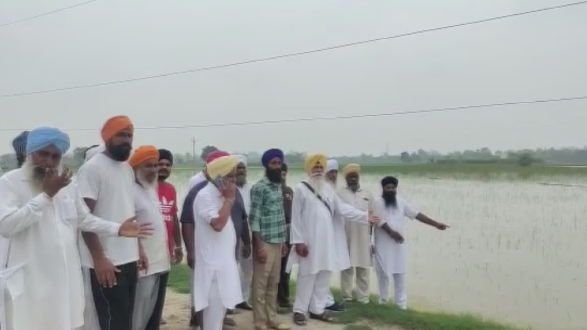 Rain in Amritsar ruined the crops of farmers