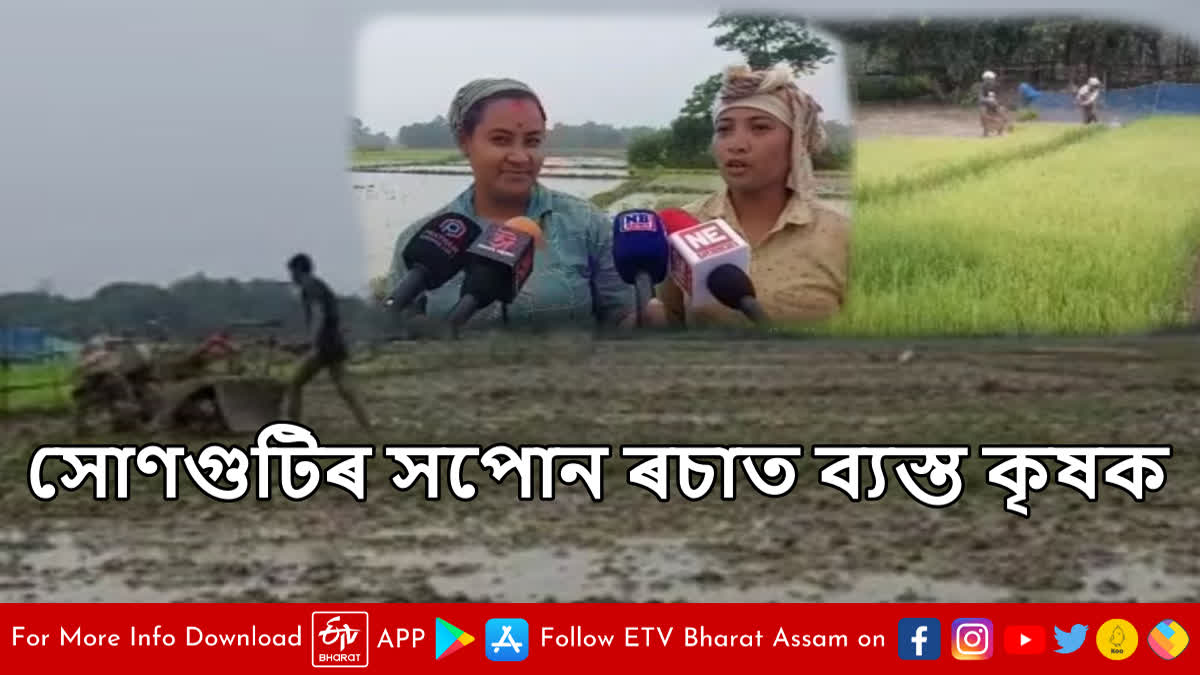 farmers busy at paddy field in Assam