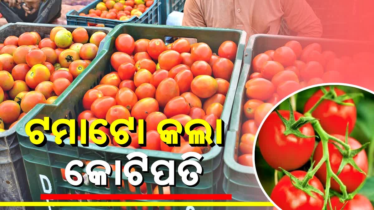 farmer becomes millionaire by selling tomatoes