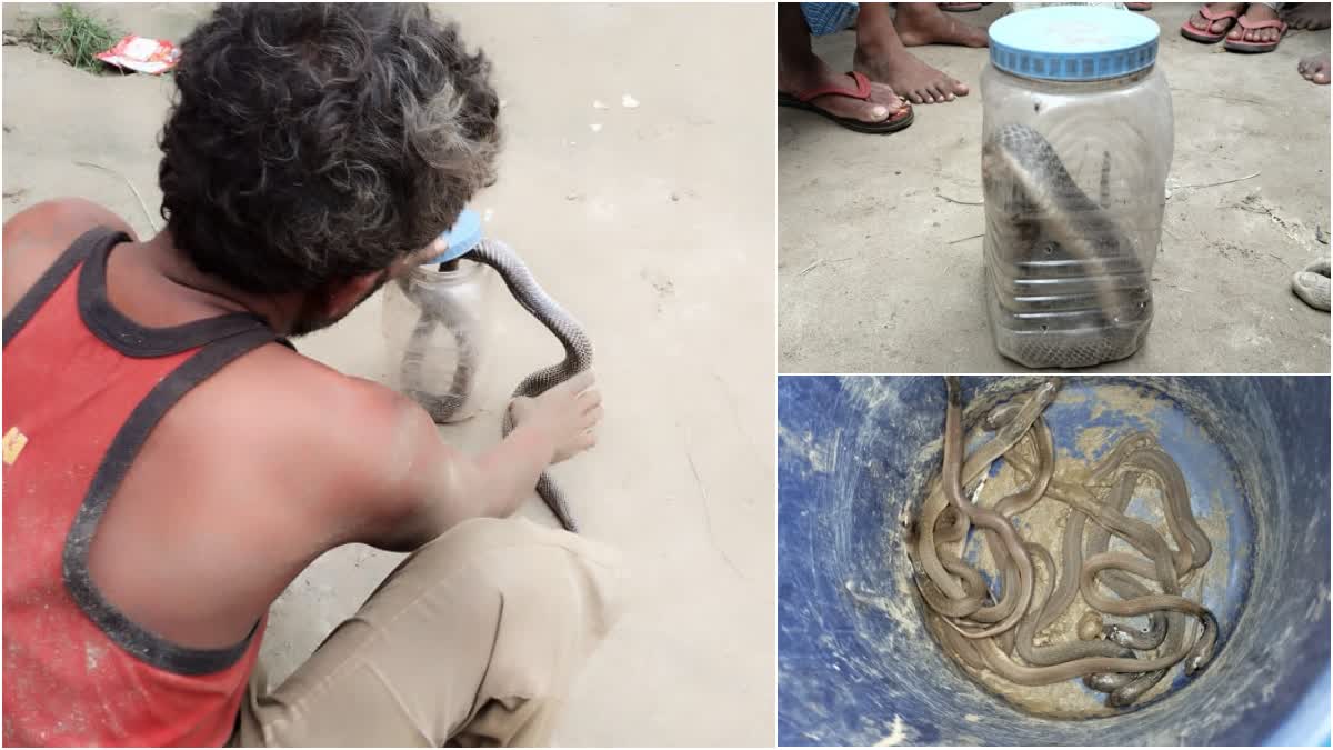 24-snakes-found-in-house-in-bagaha-bihar-also-found-60-eggs