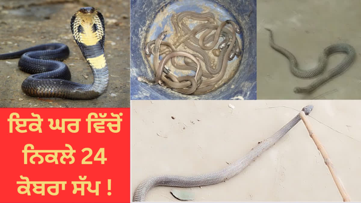 24 snakes found in a house in Bagha Bihar, 60 eggs have also been found