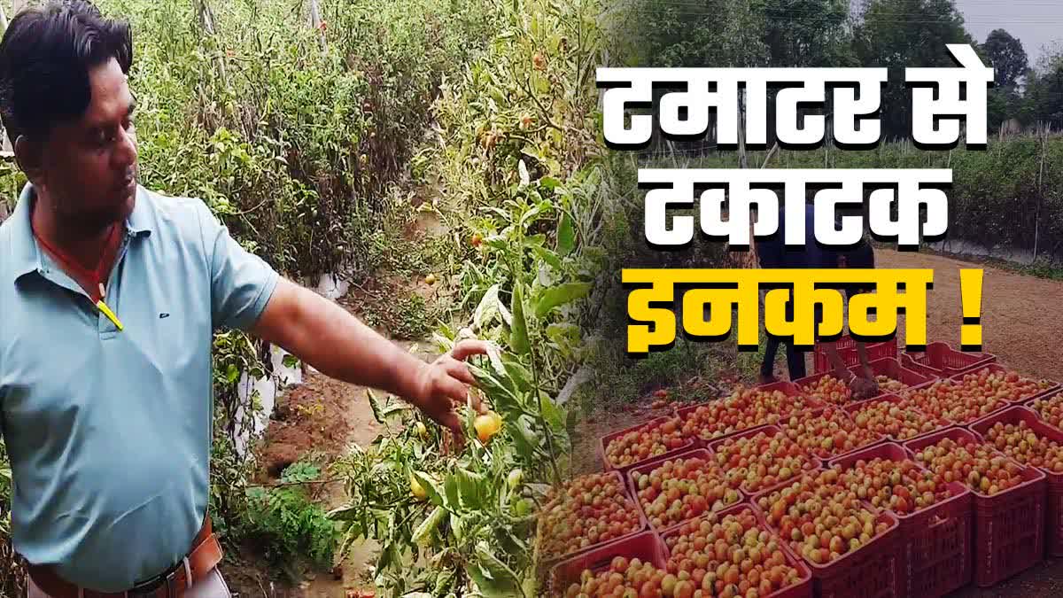 Chhattisgarh Farmer Rich By Selling Tomatoes
