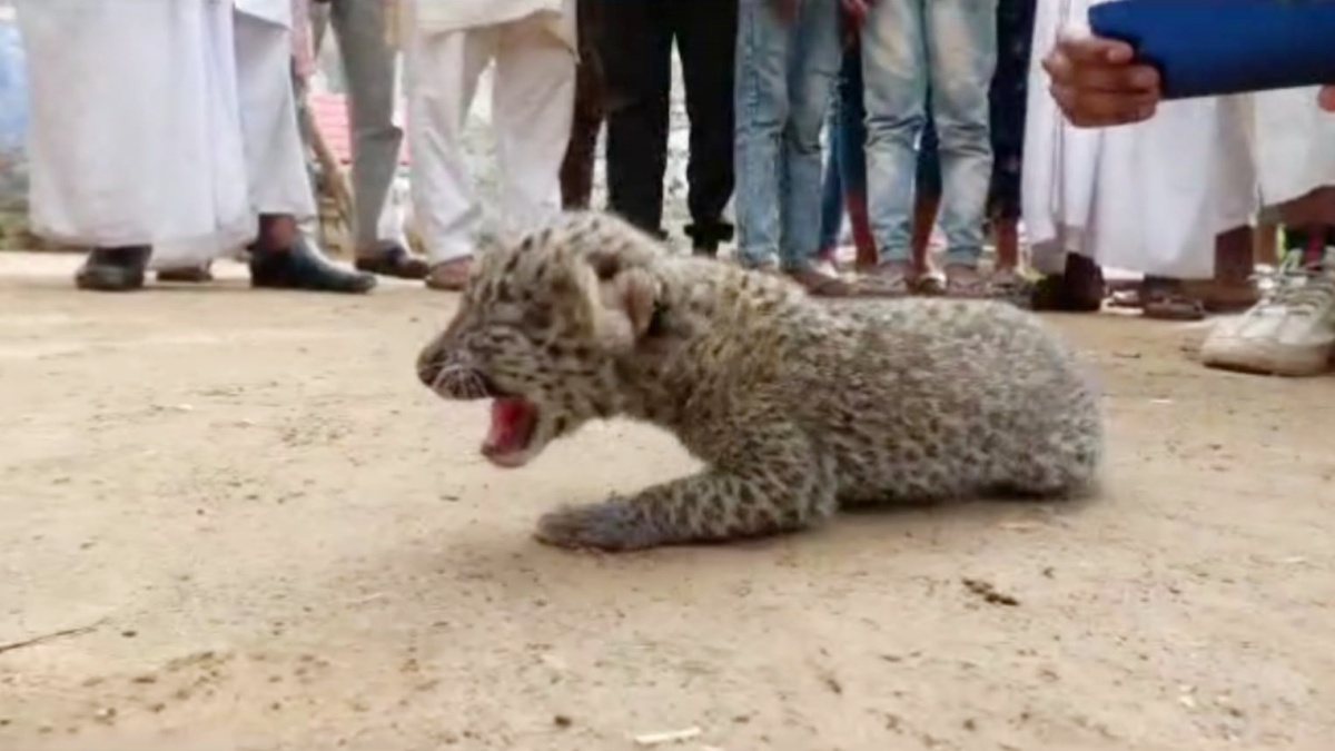 leopard cubs found in nuh