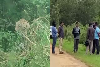 leopard stuck in fence