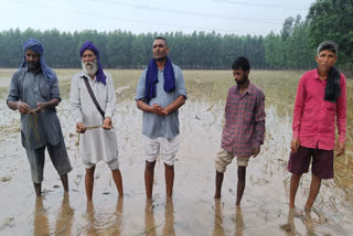 The flood in Ludhiana destroyed thousands of acres of farmers' crops