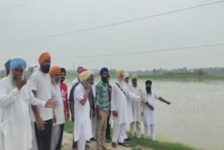 Rain in Amritsar ruined the crops of farmers