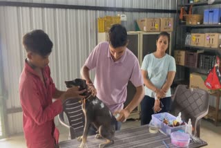 Old age home in Rajkot starts an ashram for dogs