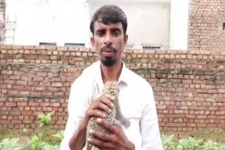 leopard cubs found in nuh