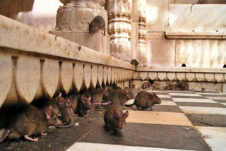 Remember the Pied Piper - the legendary flutist who charmed the rats away to save the city of Hamelin. Kolkata might need another Pied Piper as multitude of rodents have made their subterranean abode beneath the foundations of the city and are steadily gnawing away the city’s vitality threatening to bring the metropolis to its knees.