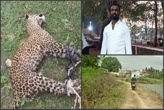 young man captures the leopard