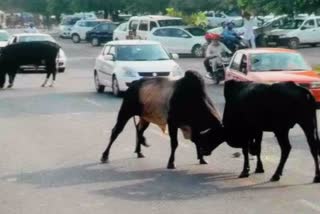 A new policy has been made in Ahmedabad regarding stray cattle