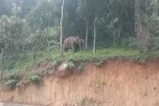 wild-elephants-come-to-taste-jackfruit-on-the-coonoor-national-highway