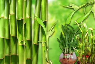 Bamboo Plants In Vastu News