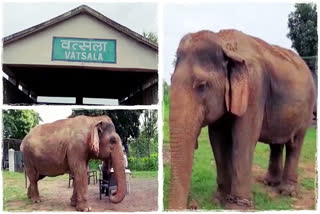 Authorities at the Panna Tiger Reserve in Madhya Pradesh have decided to scientifically verify the age of Vatsala, a female elephant, at the reserve believed to be over 100 years old. The authorities at the Reserve believe that this could potentially be a Guinness World Record. However, before attempting to enter it into the Book, they need to determine its age.