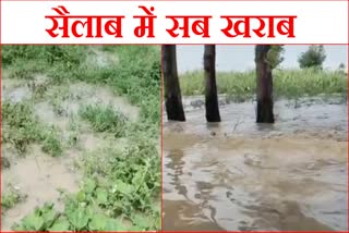 vegetable crops damage in karnal