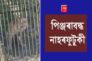 Leopards caged in jorhat