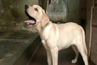 Jabalpur Dog Killed