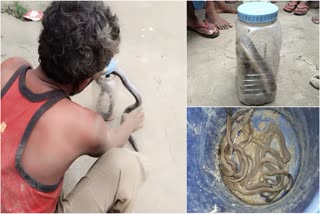 24-snakes-found-in-house-in-bagaha-bihar-also-found-60-eggs