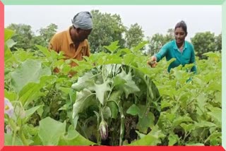 Brinjal Farming