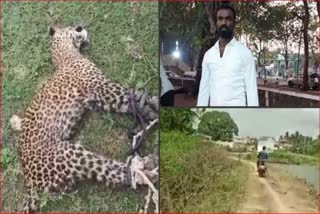 Youth Fights off Leopard