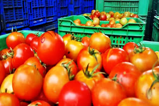 Prices of tomatoes in retail markets on Saturday remained at an elevated level of up to Rs 250 per kilogramme across major cities due to monsoon rains and lean season.