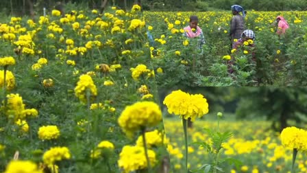 Pookrishi  പൂക്കൂട നിറച്ച് ആറളം  വന്യമൃഗങ്ങളെ തുരത്താന്‍ പൂക്കൃഷി  വന്യമൃഗങ്ങളെ തുരത്താനൊരു പരീക്ഷണം  Floriculture  പൂക്കൂട നിറയ്‌ക്കുന്ന പൂപ്പാടമായി ആറളം  വിജയകരമെന്ന് കൃഷി വകുപ്പ്  പൂക്കൃഷി വന്‍ വിജയം  ചെണ്ടുമല്ലി  പൂ കൃഷി  ആറളം ഫ്ലവർ പ്രൊഡ്യൂസേഴ്‌സ് കോപ്പറേറ്റീവ് സൊസൈറ്റി  ആറളത്തെ ആദിവാസി പുനരധിവാസ മേഖല  പൂക്കൃഷി വിജയകരം  പച്ചക്കറി കൃഷിയും ജോറാണിപ്പോള്‍  ആറളം പുനരധിവാസ മേഖല  Flower farming in Kannur aralam  Flower farming  Flower farming in Kannur  kerala news updates  latest news in kerala