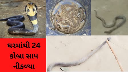 Snake : બિહારમાં ટેબલ નીચે 24 કોબ્રા આરામ કરી રહ્યા હતા, નજર જતા બાળકોનો હોંશ ઉડી ગયા, પરીવારની નીંદર હરામ થઈ