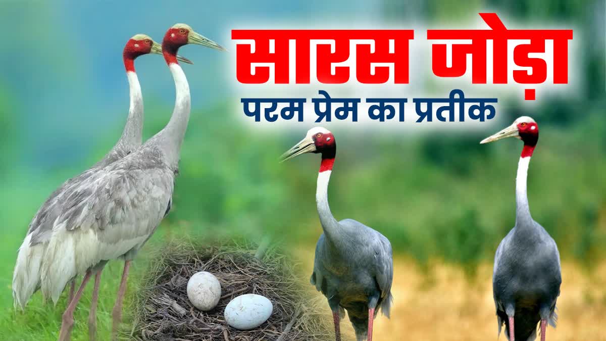 प्रेम का प्रतीक सारस