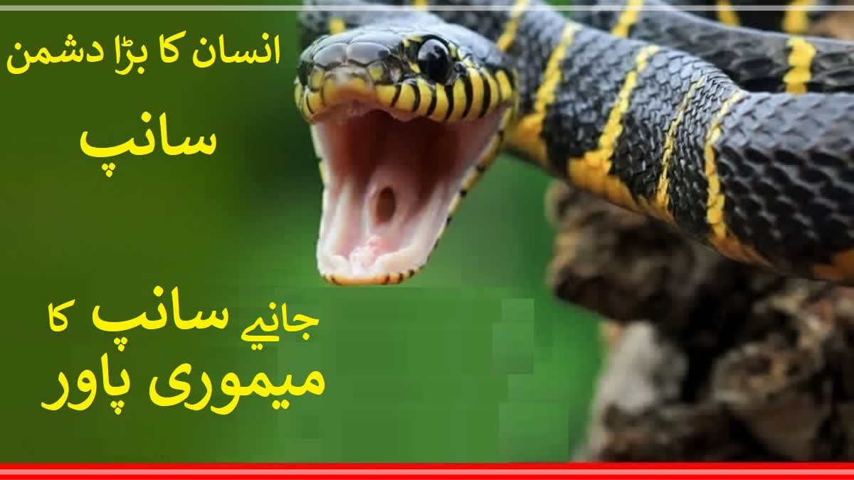 Can Snake Remember Human Can a snake remember human faces, what is the truth behind a snake biting a man seven times, what to do in case of a snake bite