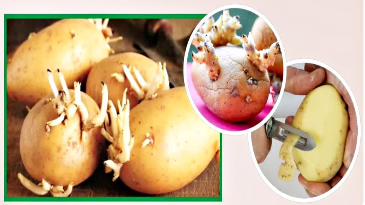 side effects of sprouted potato keep these things in mind while eating sprouted potato