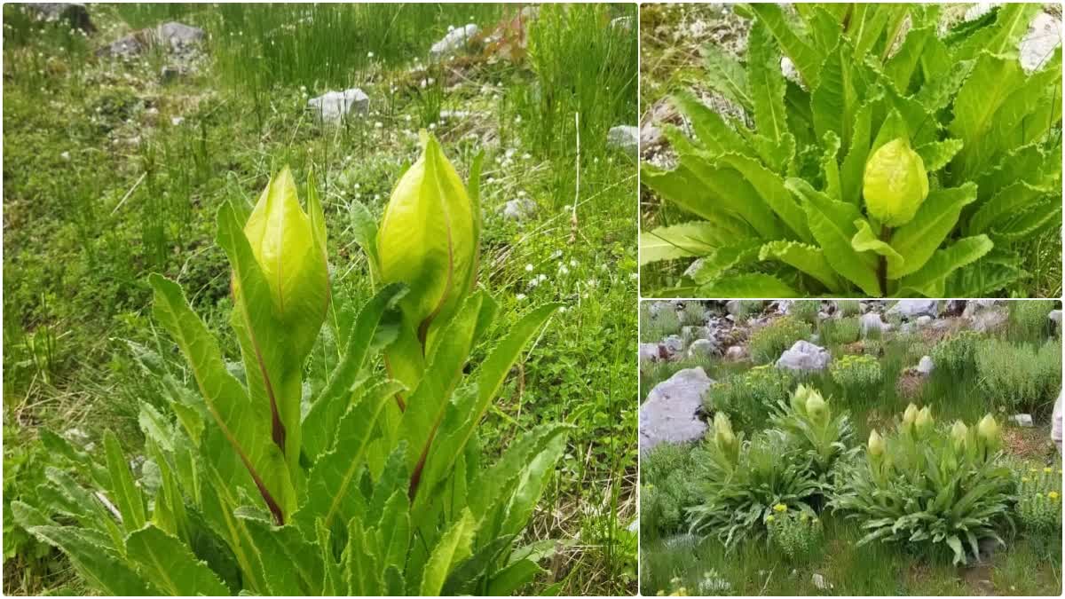 Uttarakhand state flower Brahma Kamal