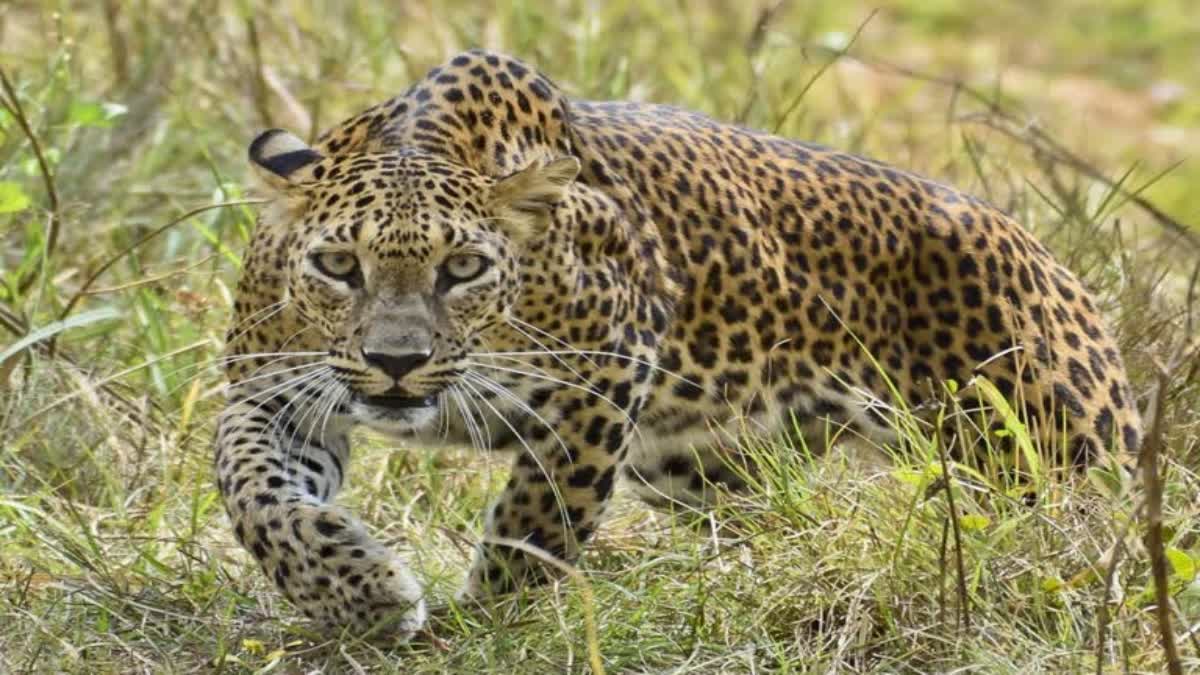 Leopard Attack a Child in Ambala of Haryana left it when people raised an alarm and ran away Video Surfaced