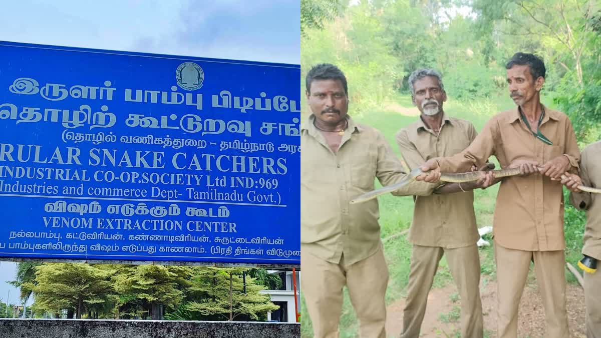 WORLD SNAKES DAY  THE IRULAR COMMUNITY SNAKE  ലോക പാമ്പ് ദിനം  പാമ്പ് വിഷം