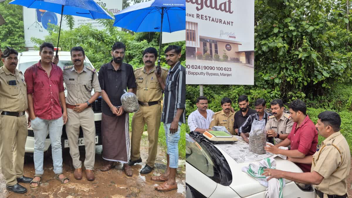 EXCISE GANJA HUNT IN MANJERI  GANJA CAUGHT IN MANJERI  എക്സൈസിന്‍റെ കഞ്ചാവ് വേട്ട  GANJA SEIZED IN MANJERI