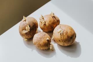 Sprouted Potatoes News