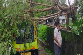 TREE FELL ON AN AUTO  ഓട്ടോയ്ക്ക് മുകളില്‍ മരം വീണു  AUTO ACCIDENT IN THRISSUR  തൃശൂര്‍ വാഹനത്തില്‍ മരം വീണ് അപകടം