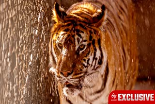 Royal Bengal Tiger in North Bengal Forests